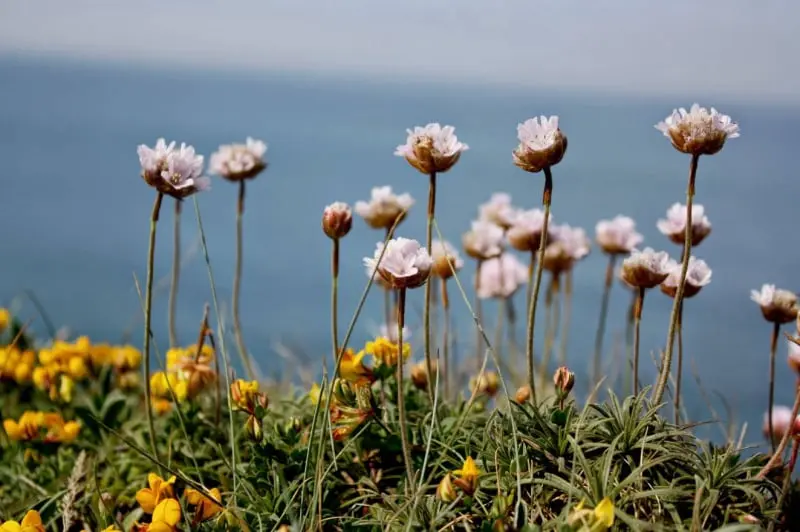 Acantilados de Loiba