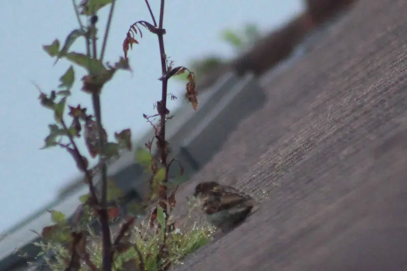 Maratón ornitológico Km0