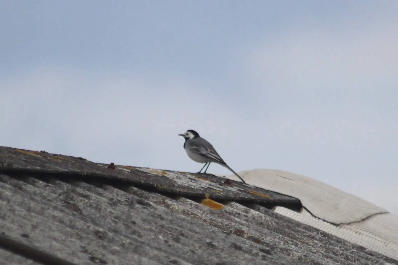Maratón ornitológico Km0