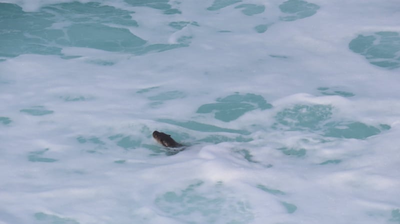 Una nutria entre las olas