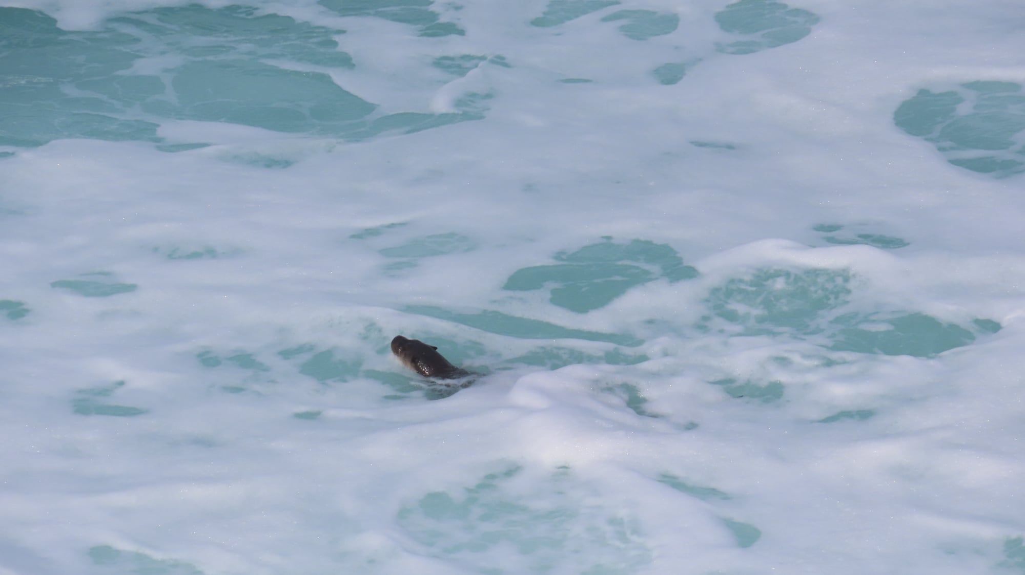Una nutria entre las olas