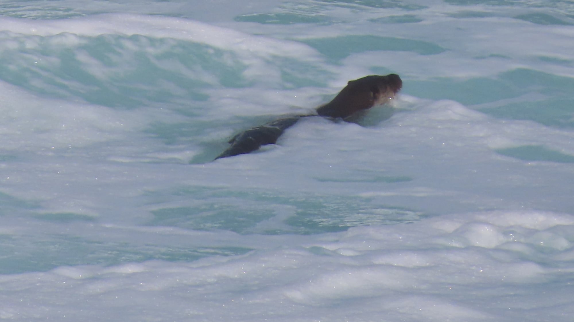 Una nutria entre las olas