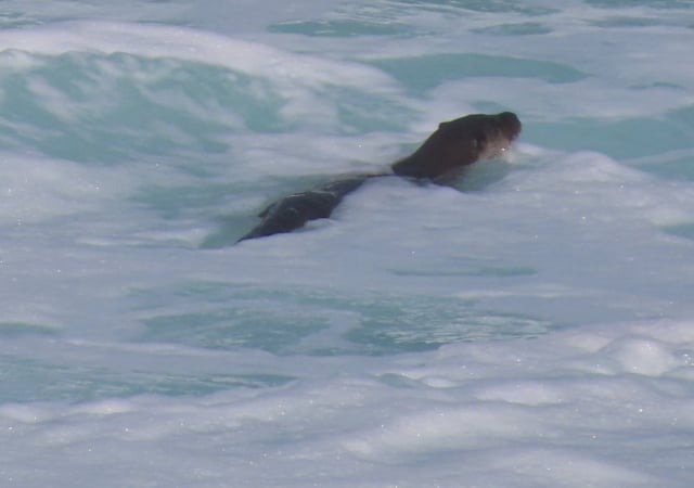 Una nutria entre las olas
