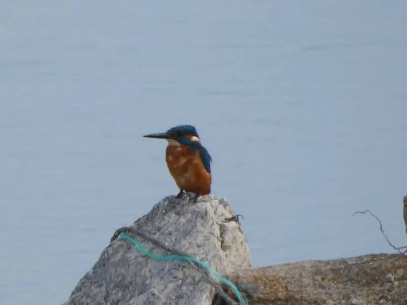 Martín pescador (Alcedo atthis)