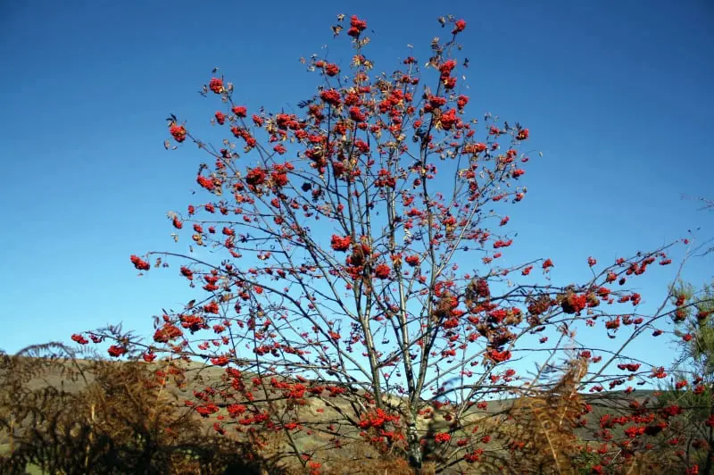 Paderne y la devesa de A Escrita