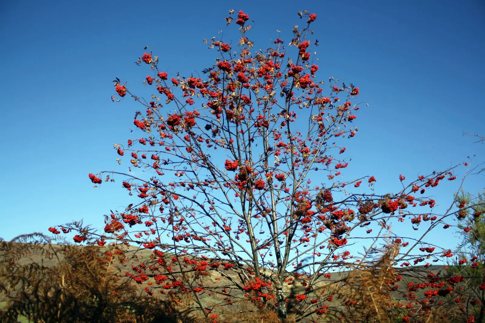 Paderne y la devesa de A Escrita