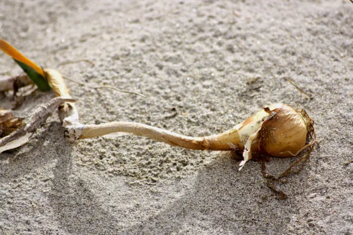 Pancratium maritimum