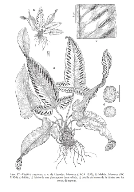 Phyllitis scolopendrium