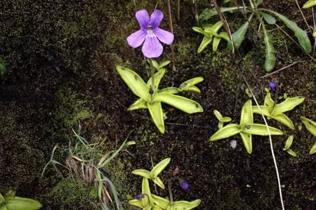 Pinguicula grandiflora