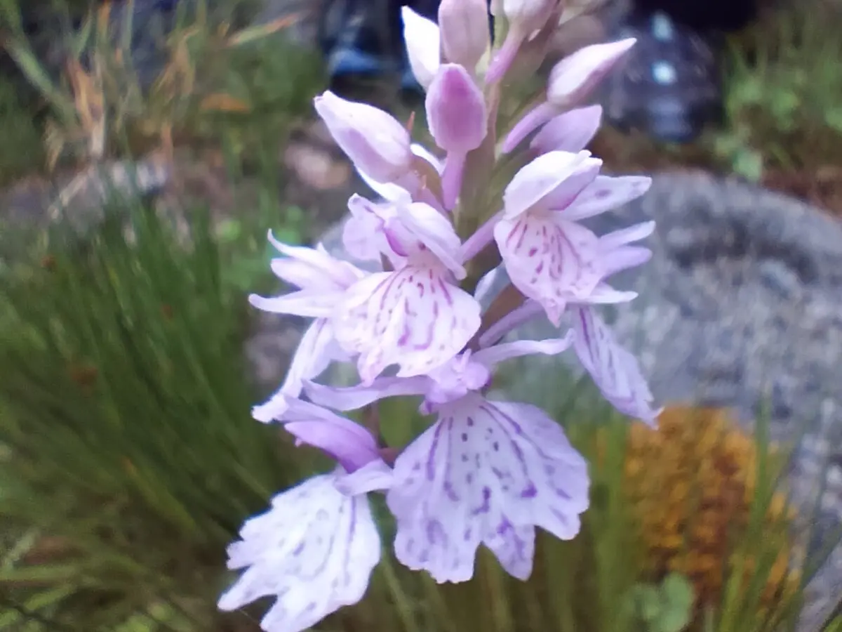 Dactylorhiza maculata