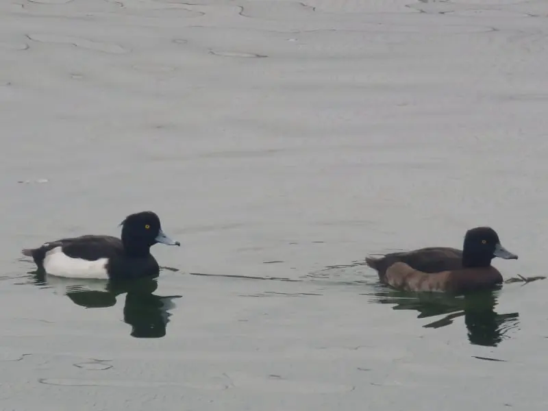 Porrón moñudo (Aythya fuligula)