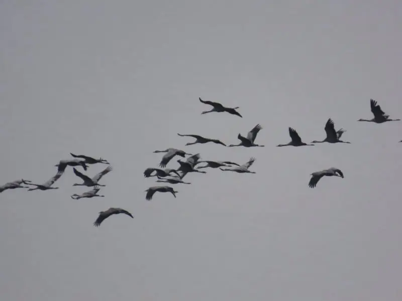 Por las Tablas de Daimiel