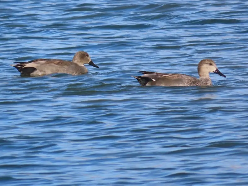 Ánade friso (Mareca Strepera)