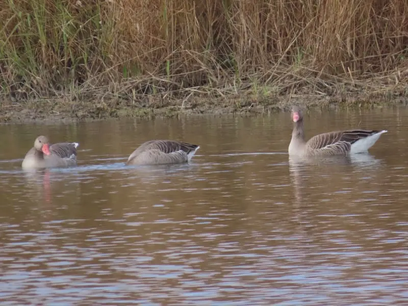 Ansar común (Anser anser)