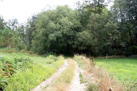 Carballeiras de Brion